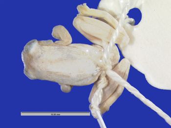 Media type: image; Herpetology A-100899